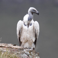 Cape Vulture